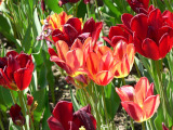 Tulpen in der Villa Taranto CC0-at-Pixabay

