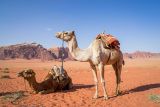 Kamele im Wadi Rum CC0 pixabay
