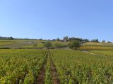 Weinberge im Côte d’Or CCBYSA4.0 Florian Pépellin at-wikimedia.commons