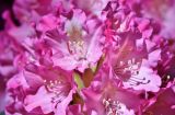 Rhododendron CC0 pixabay