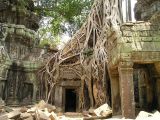 Magischer Tempel Ta Prohm CC0 pixabay