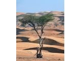 Wahiba Sands Wüste CC0 Pixabay