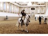 Lipizzaner in der Spanische Hofreitschule  (C) WienTourismus/Paul-Bauer 