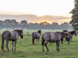 Wildpferdebahn CCBYSA4.0 Dietmar Rabich at-wikimedia.commons